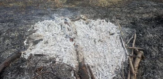 Gölpazarı'nda Çıkan Orman Yangını Kontrol Altına Alındı