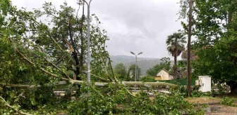 Aydın'da aşırı yağış sonucu ağaç yola devrildi