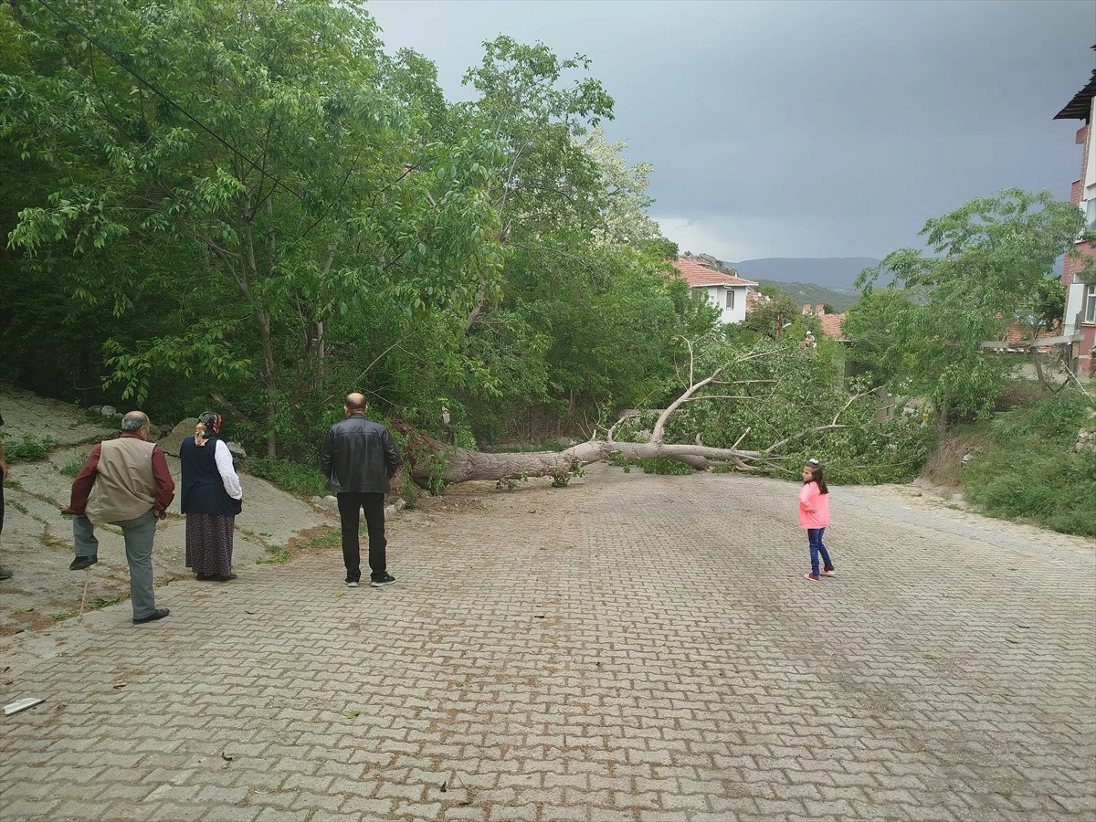 Sinop\'ta Kuvvetli Rüzgarın Etkisiyle Devrilen Ağaç Elektrik Teline Zarar Verdi