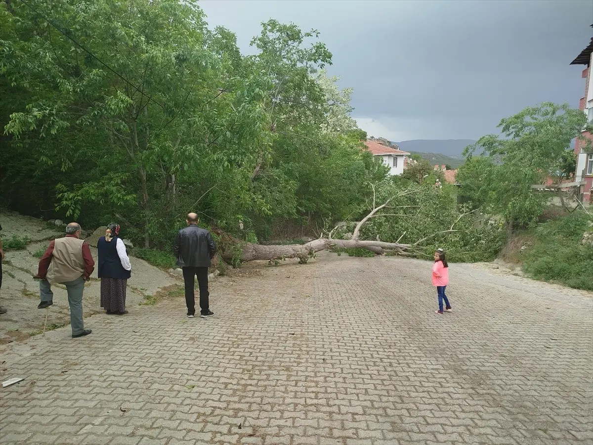 Sinop\'ta Kuvvetli Rüzgarın Etkisiyle Devrilen Ağaç Elektrik Teline Zarar Verdi