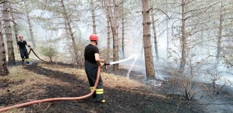 Samsun Havza'da Orman Yangını: 2 Dekarlık Alan Zarar Gördü