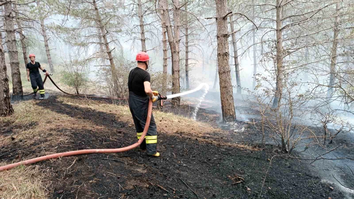 Samsun Havza\'da Orman Yangını: 2 Dekarlık Alan Zarar Gördü