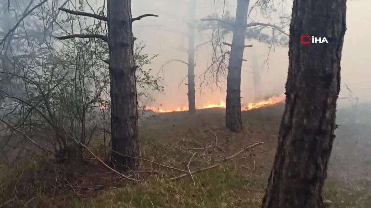 Havza Kılavuz Ormanı\'nda korkutan yangın