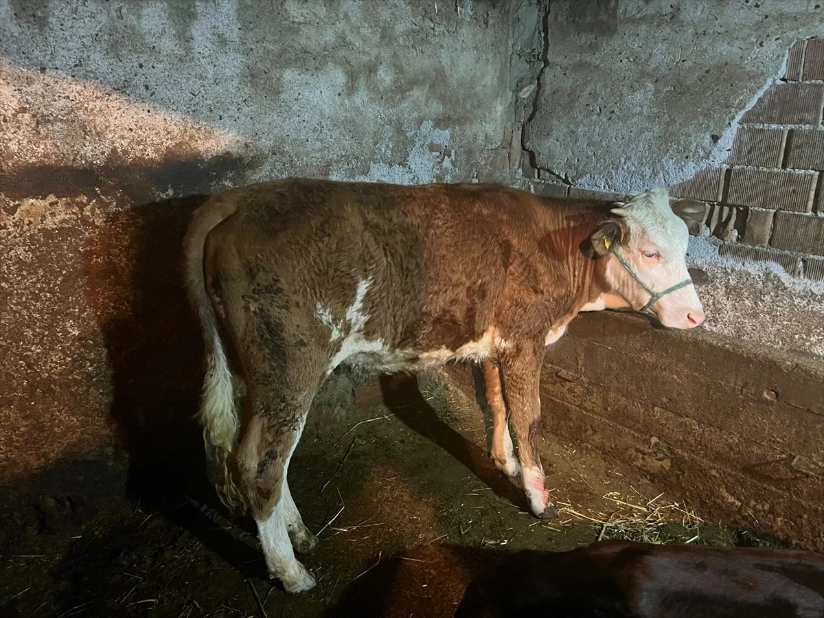 Hidroelektrik Santral Kanalına Düşen İneğin Sahibi Bulundu