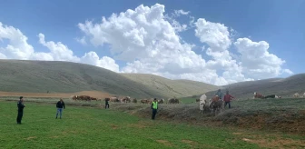 Bayburt'ta Kurt Saldırısından Kaçan Büyükbaş Hayvanlar Drone İle Bulundu