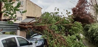 Maltepe'de park halindeki araçların üzerine ağaç devrildi