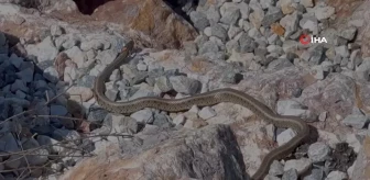 Yüksekova'da sürü halindeki yılanlar adeta Brezilya'nın 'Yılan Adası'nı andırıyor
