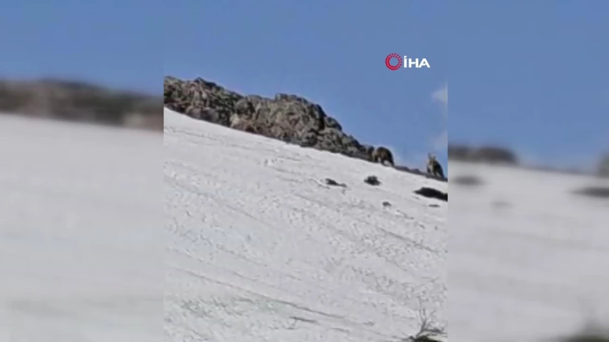 Bingöl\'de karla kaplı tepede görüntülenen ayılar