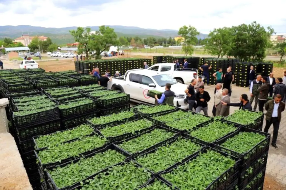 Bingöl İl Tarım ve Orman Müdürlüğü, çiftçilere yüzde 75 hibe desteği ile domates, biber ve patlıcan fidesi dağıtacak