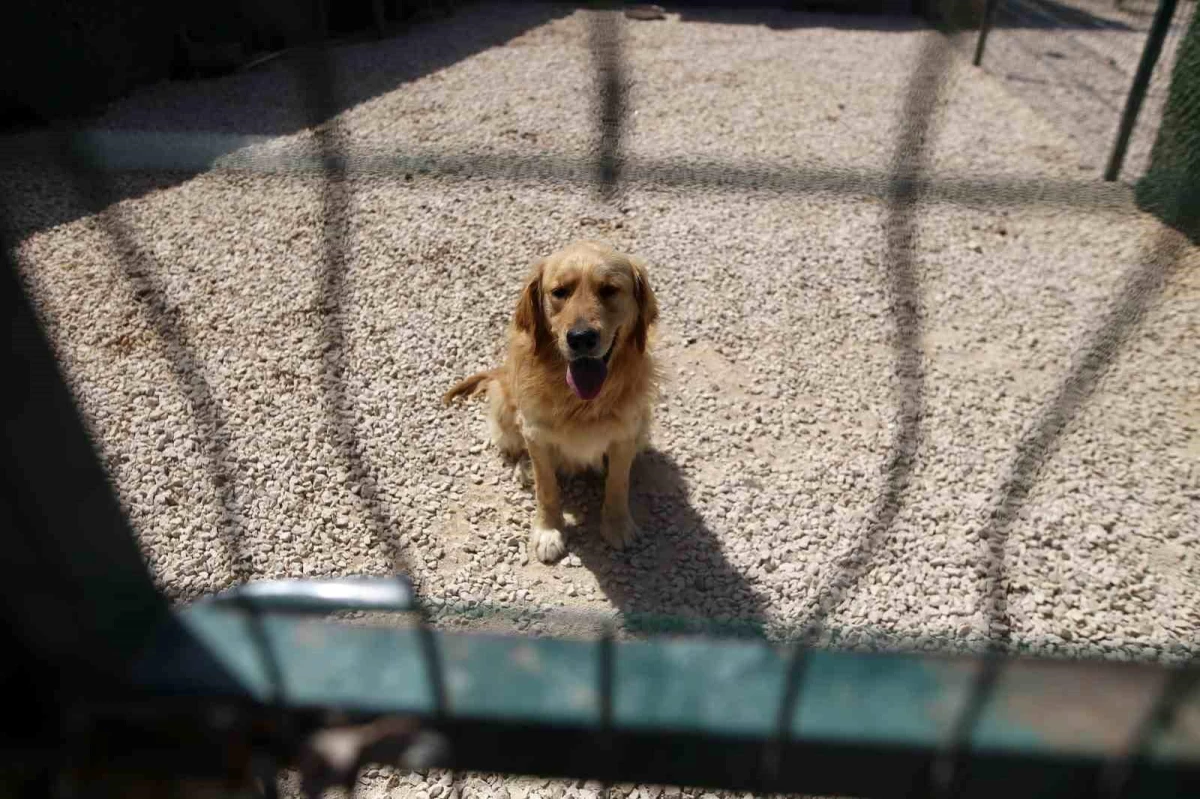 Bursa\'da Sokaklara Bırakılan Cins Köpekler Koruma Altına Alınıyor