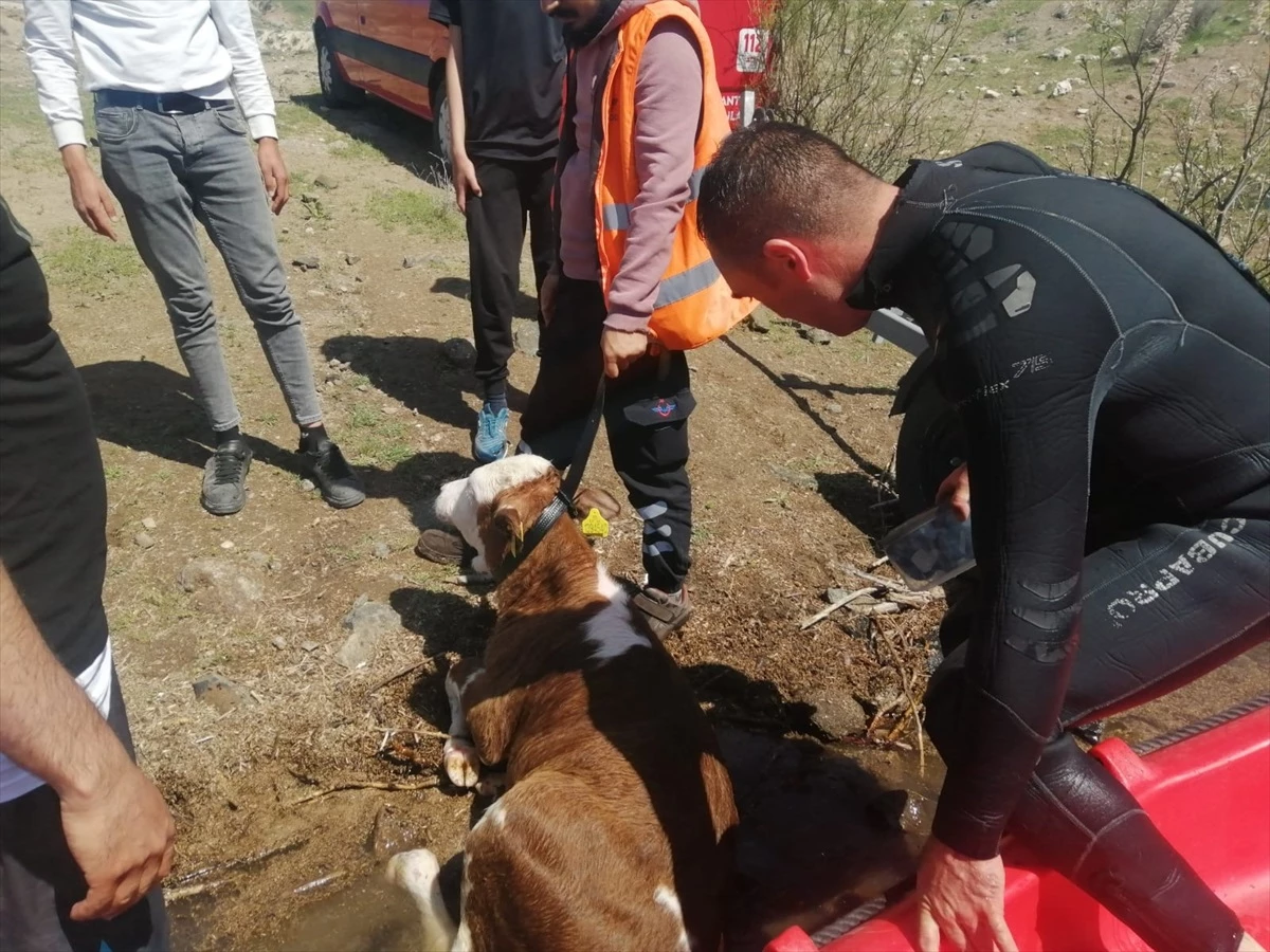 Malatya\'da baraj gölüne düşen buzağı itfaiye ekiplerince kurtarıldı