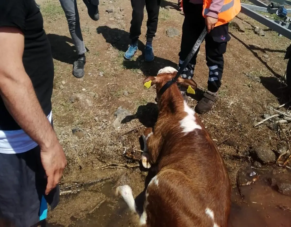 Malatya\'da baraja düşen dana itfaiye tarafından kurtarıldı