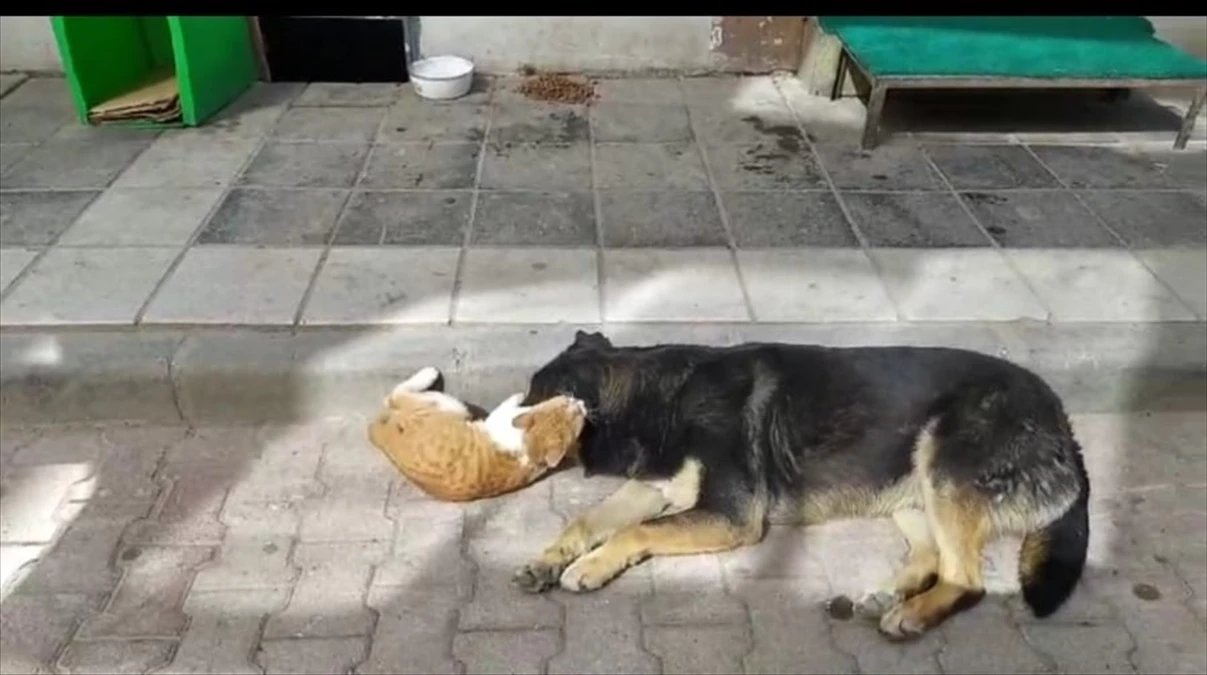Amasya\'nın Taşova ilçesinde kedi ile köpeğin dostluğu kameraya yansıdı