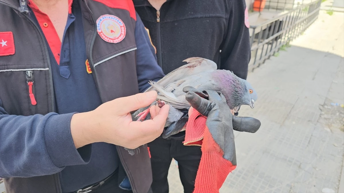 Çorum\'da hastane penceresine takılan güvercin itfaiye ekiplerince kurtarıldı
