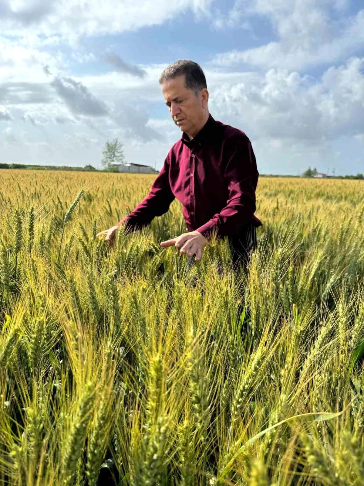 Yüreğir Ziraat Odası Başkanı, Buğday Hasadı Öncesi Fiyat ve Prim Desteği Talep Ediyor