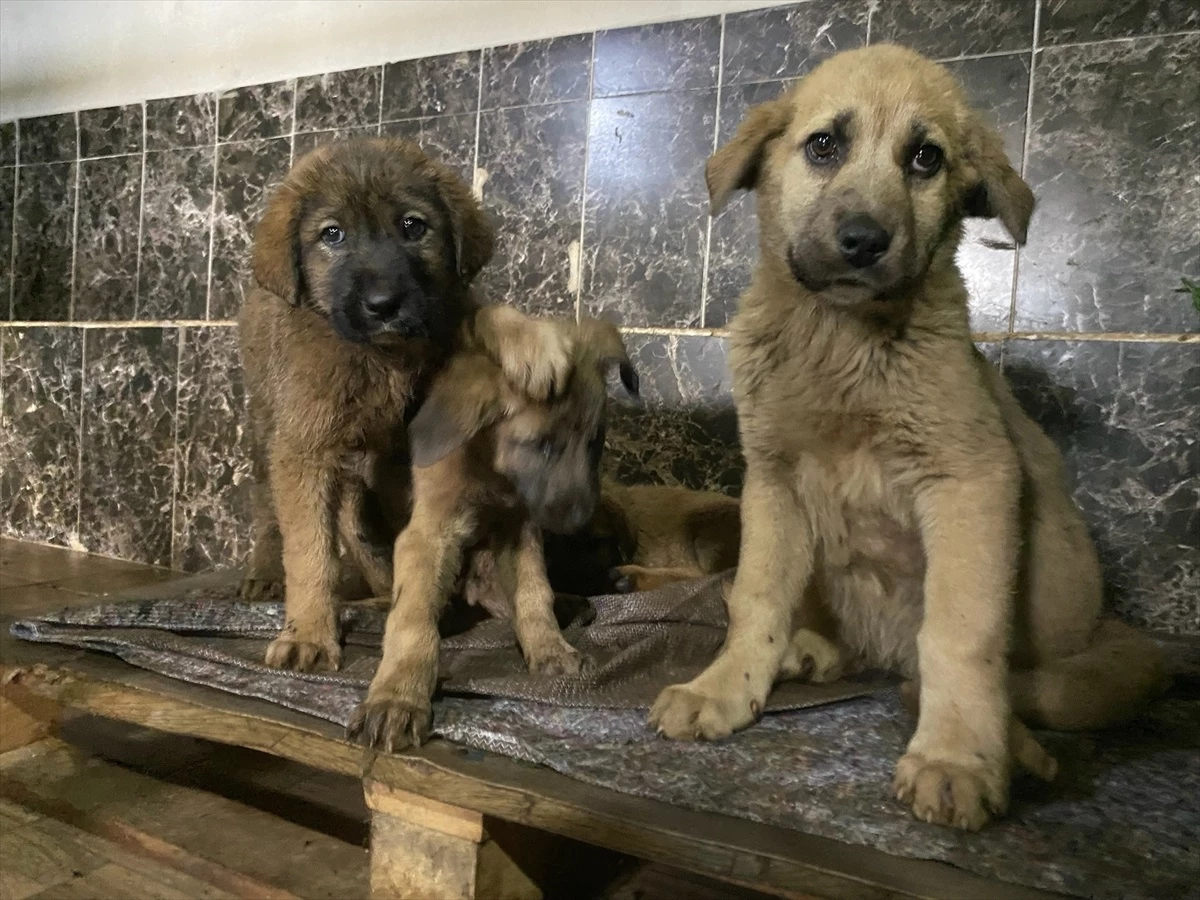 Erzurum\'da zifte bulanan 10 köpek yavrusu Kars\'ta temizlendi