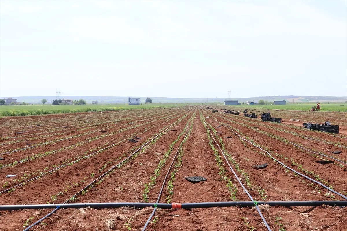 Kilis\'te Baharatlık, Salçalık ve Dolmalık Biber Fideleri Dikilmeye Başlandı