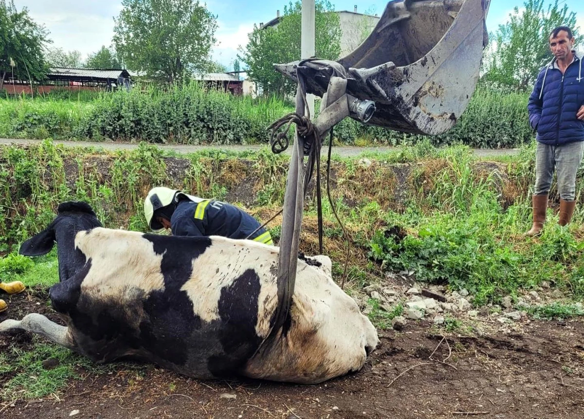 Salihli\'de düşen inek itfaiye ekipleri tarafından kurtarıldı