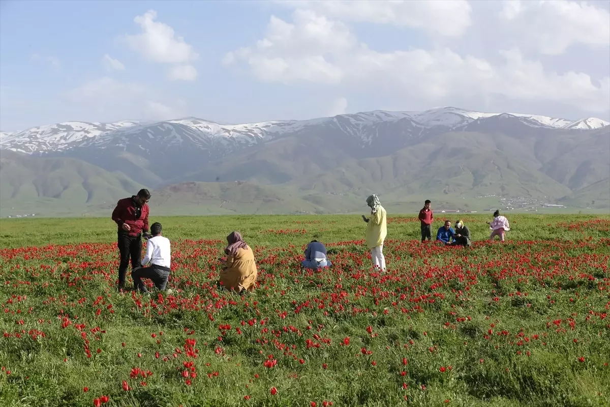 Muş Lalesi ile Muş Ovası Kırmızıya Büründü