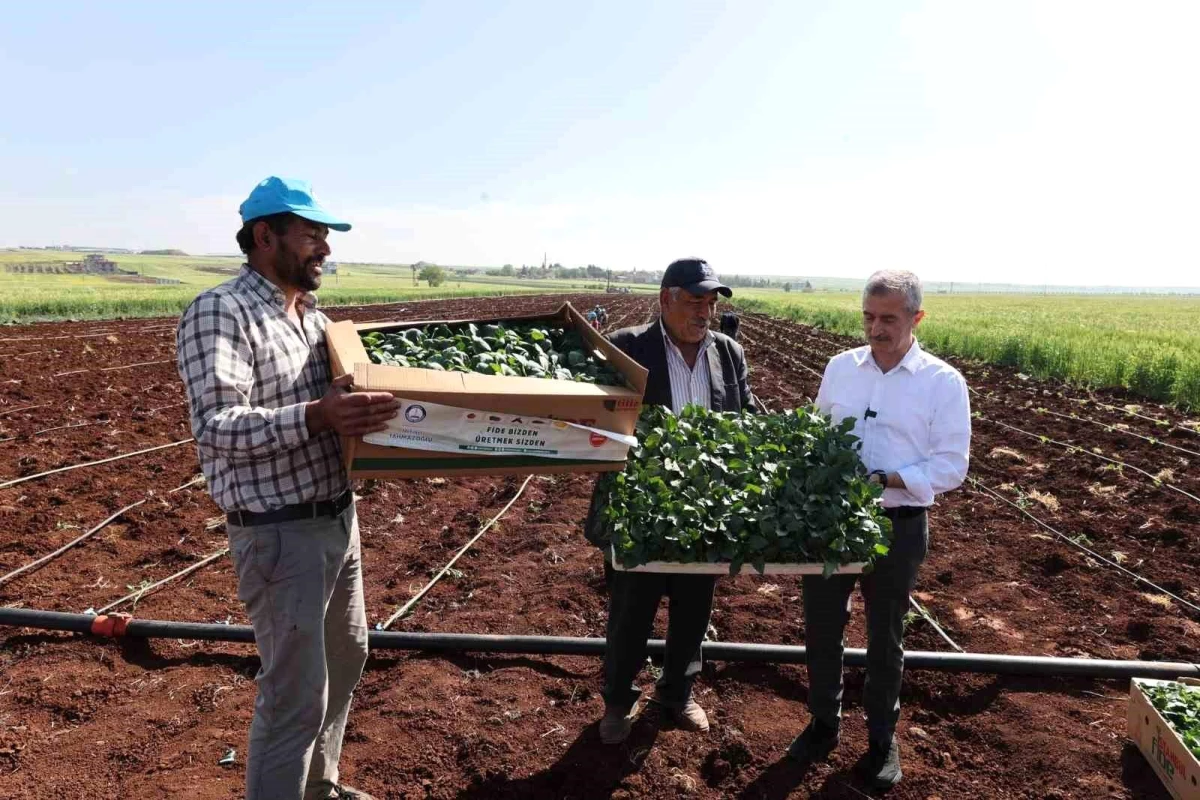 Şahinbey Belediye Başkanı Mehmet Tahmazoğlu Çiftçilerle Birlikte Fide Dikti