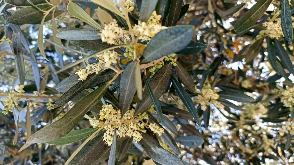 Balıkesir Havran\'da Zeytin Üreticileri Pamuklu Bit Zararlısına Karşı Uyarıldı