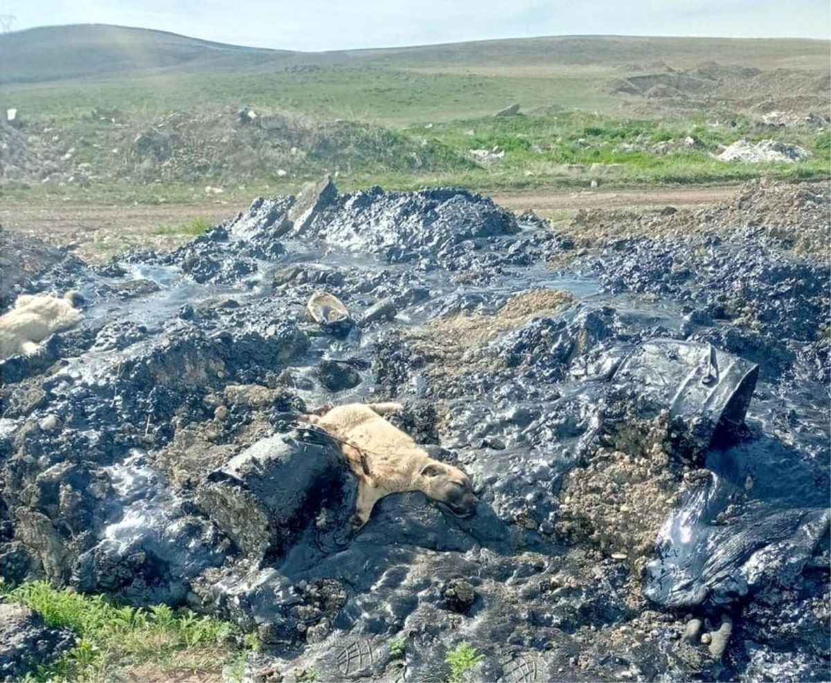 Erzurum\'da zifte bulanan köpek yavruları temizlendi