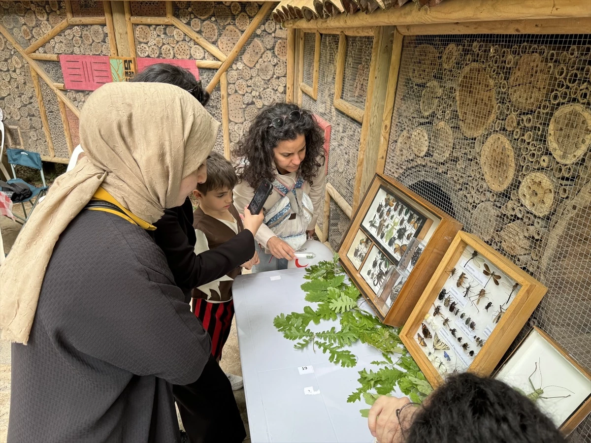 İstanbul Üniversitesi Zooloji Koleksiyonu\'ndaki Nadir Böcek Türleri Ormanya\'da Ziyarete Açıldı