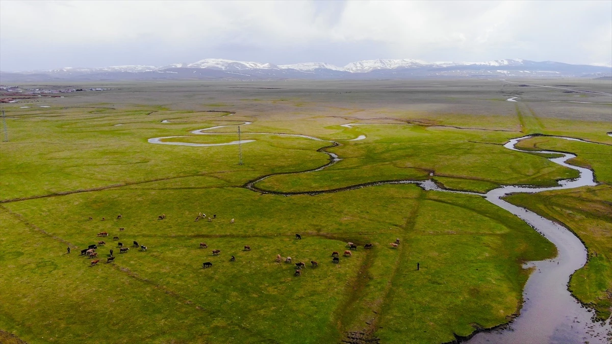 Ardahan\'ın Göle ilçesinde karın eridiği Göle Ovası\'nda oluşan menderesler dron kamerasıyla kaydedildi