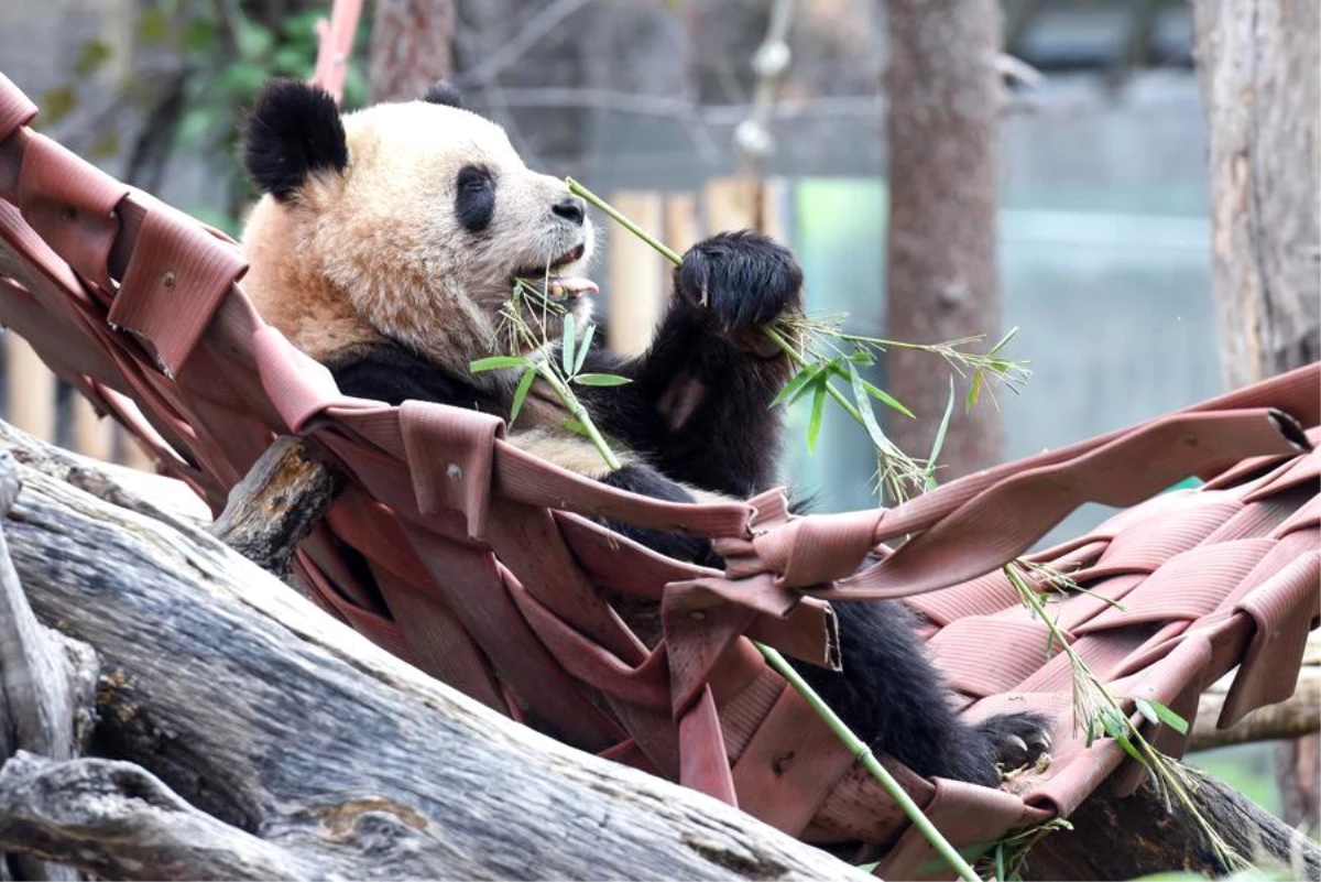 Çin, İspanya\'ya bir çift panda gönderecek