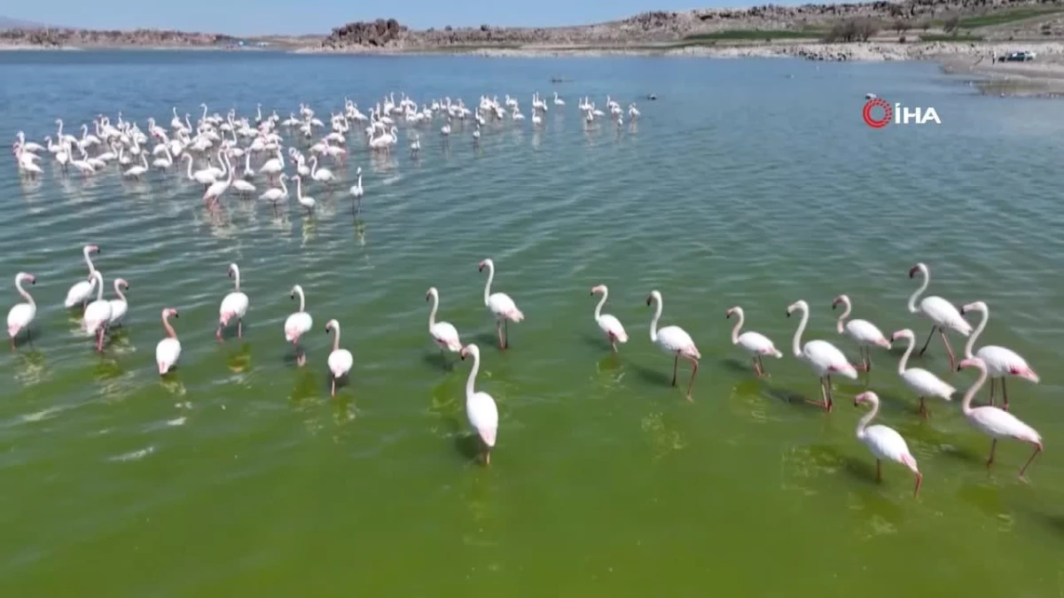 Mamasın Barajı\'nda Flamingoların Yavru Sayısı Artıyor