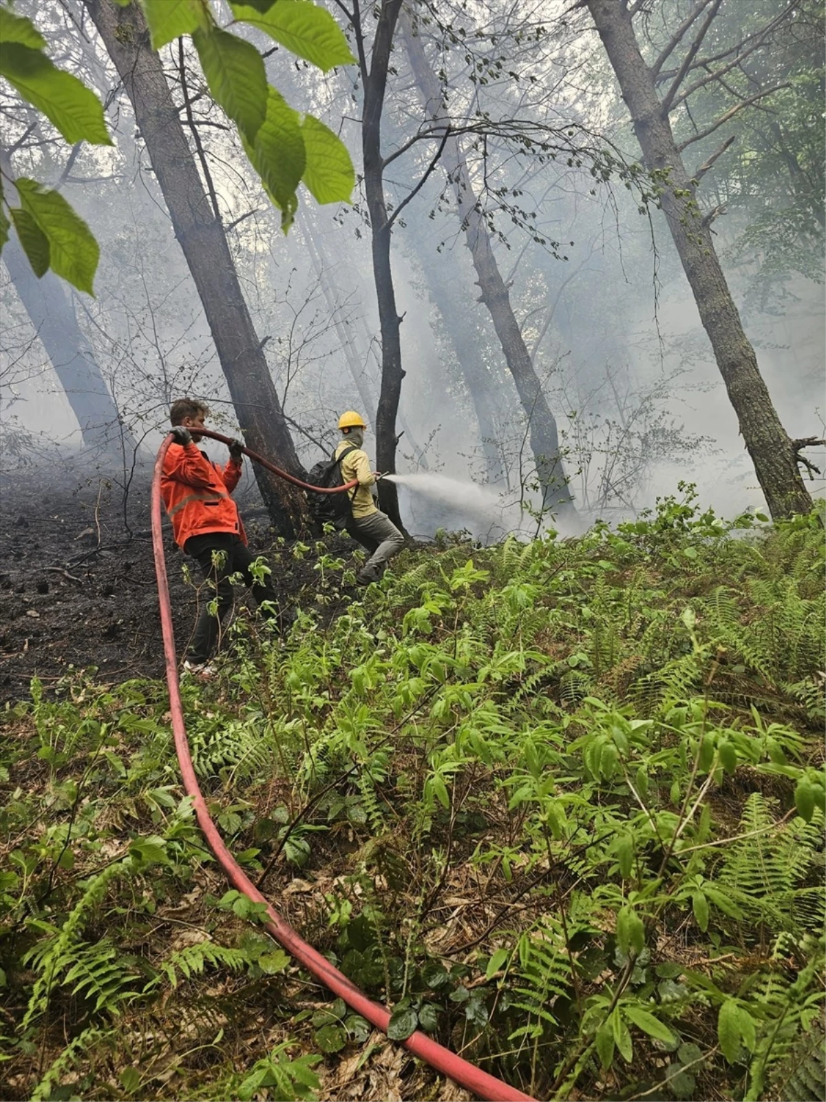 Kastamonu\'nun Doğanyurt ilçesinde orman yangını çıktı