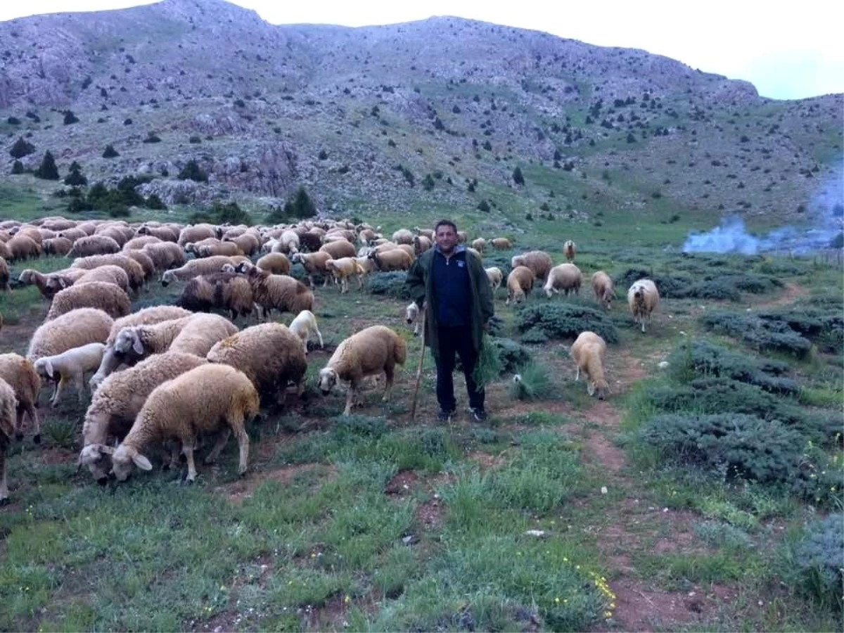 Aydın İş ve İşçi Bulma Kurumu Müdürü Rahmi Terzi, Tatilde Çobanlık Yapıyor