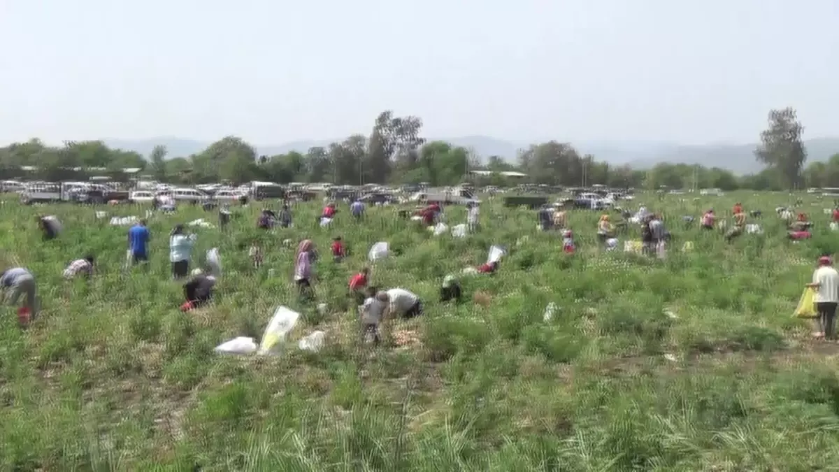 Çiftçi Soğanı Ücretsiz Dağıttı, Binlerce Kişi Tarlaya Akın Etti