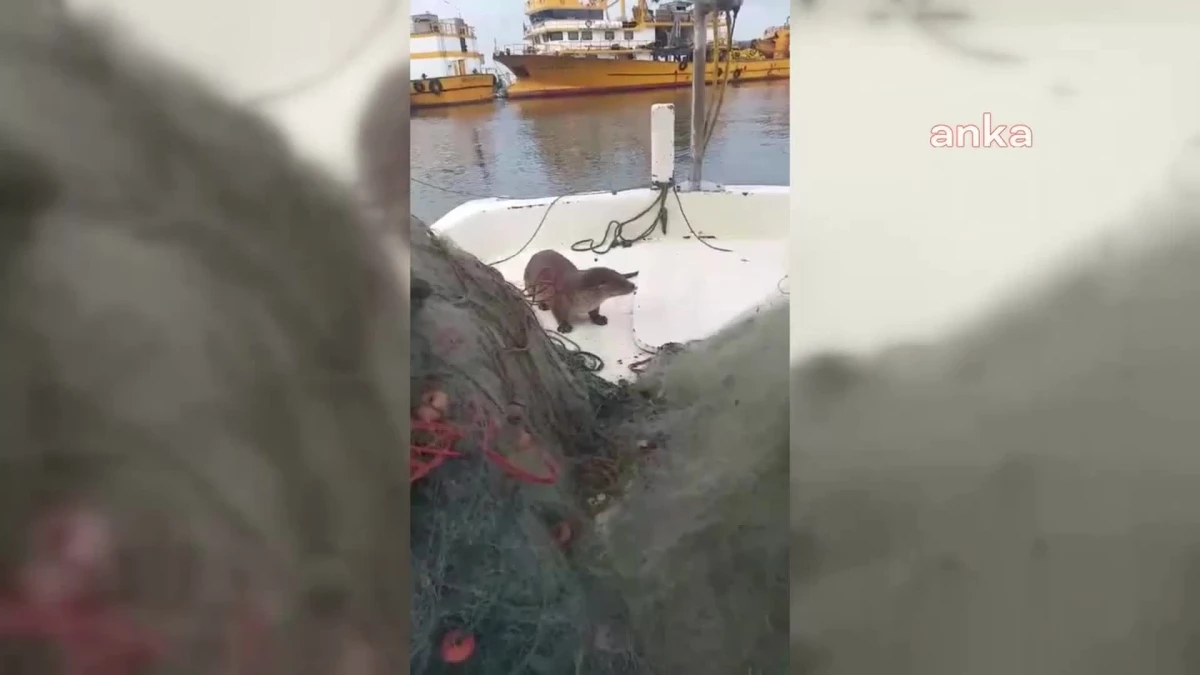 Sinop\'ta Su Samurunu Balıkçı Besledi
