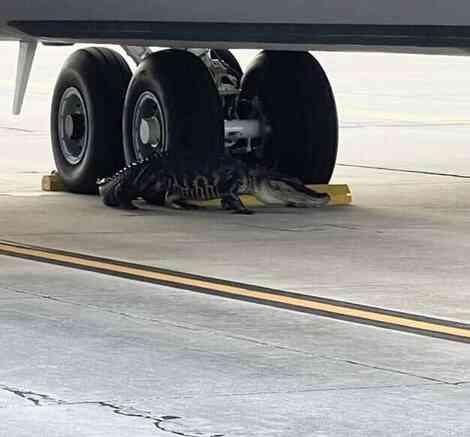 Uçak pistine çıkan timsahı görenler gözlerine inanamadı