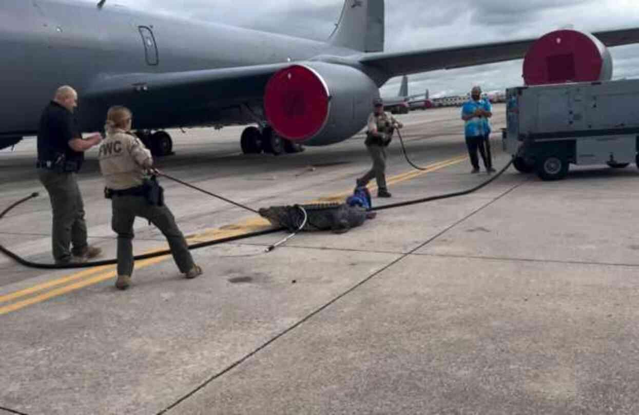 Uçak pistine çıkan timsahı görenler gözlerine inanamadı