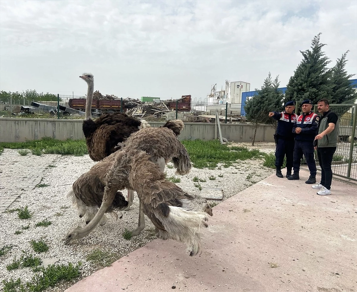 Aksaray\'da yasa dışı hayvan ticareti yapan kişiye 30 bin lira ceza