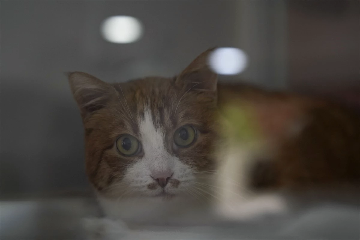 Umut Kedi, Tren Kazası Sonucu Bacaklarını Kaybetti