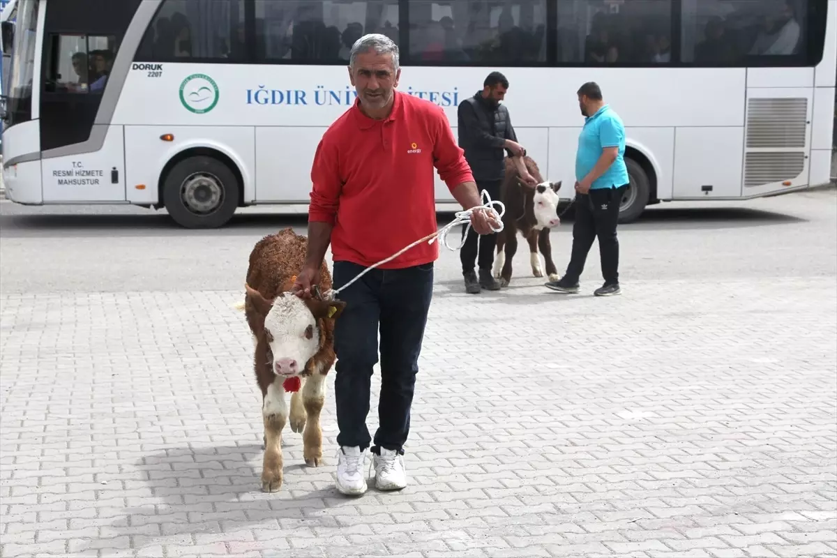 Iğdır\'ın Tuzluca ilçesinde Buzağı, Kuzu ve Oğlak Güzellik Yarışması düzenlendi