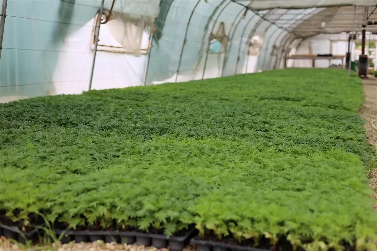 Safranbolu Belediyesi Park ve Bahçeler Müdürlüğü, 200 bin çiçek yetiştirdi