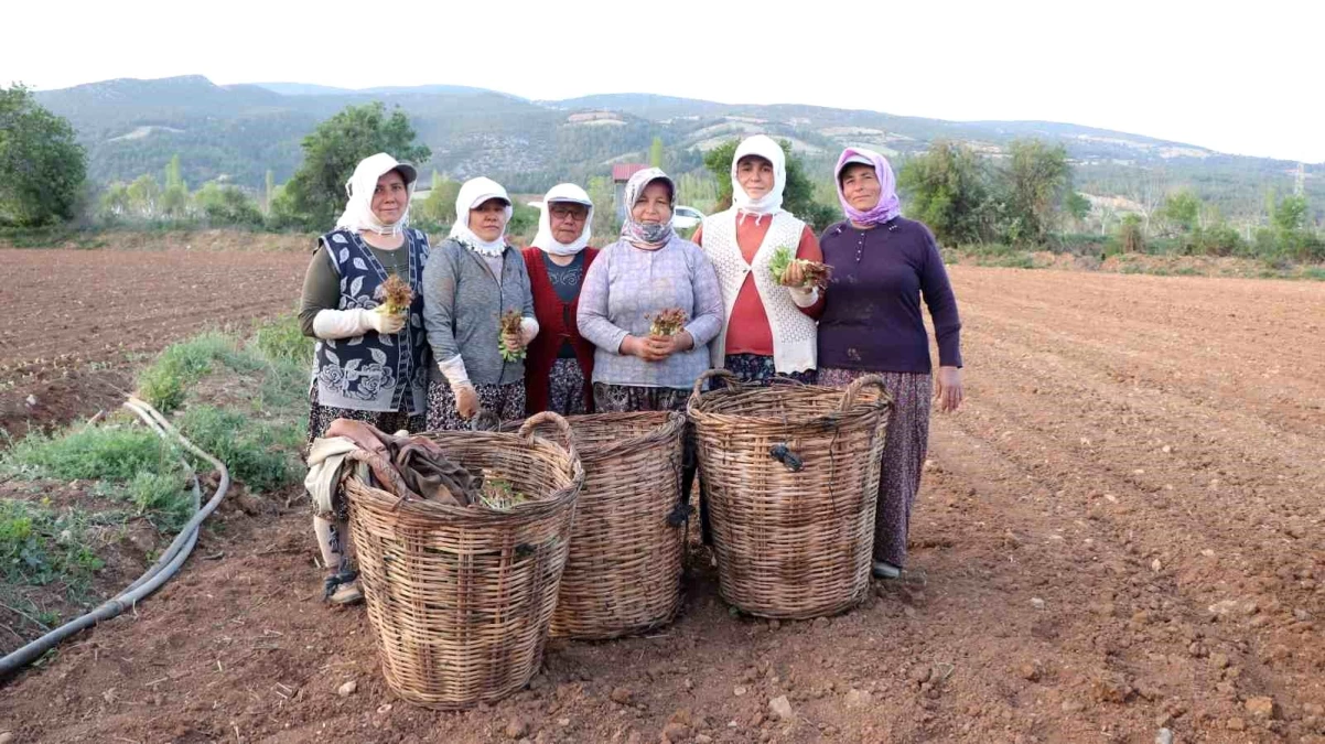 Denizli\'de Tütün Dikim Sezonu Açıldı