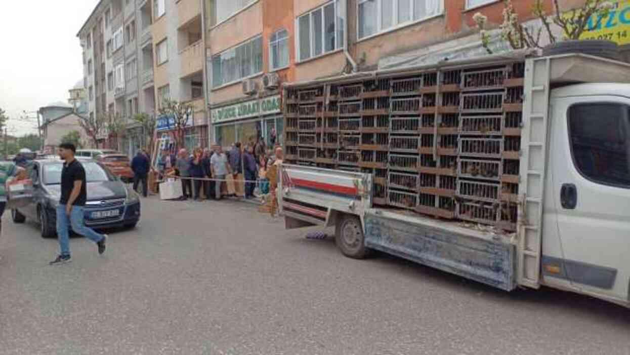 Yumurta tavuğu dağıtımında uzun kuyruklar oluştu