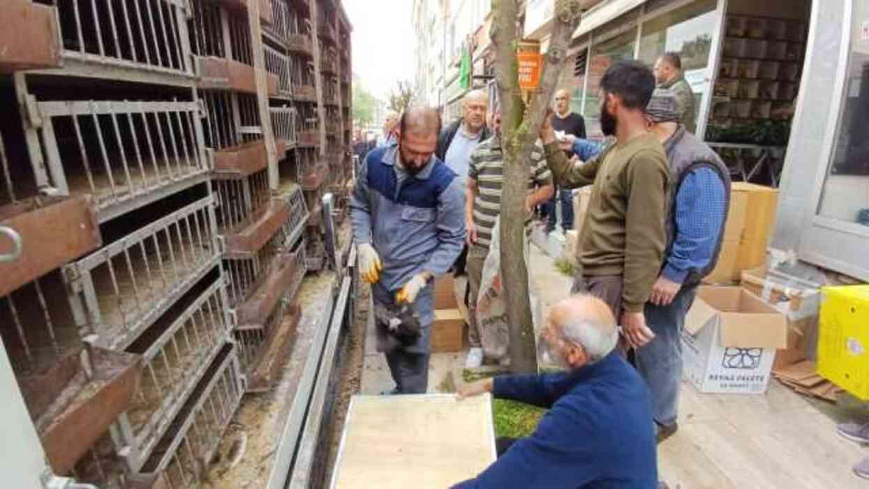 Yumurta tavuğu dağıtımında uzun kuyruklar oluştu