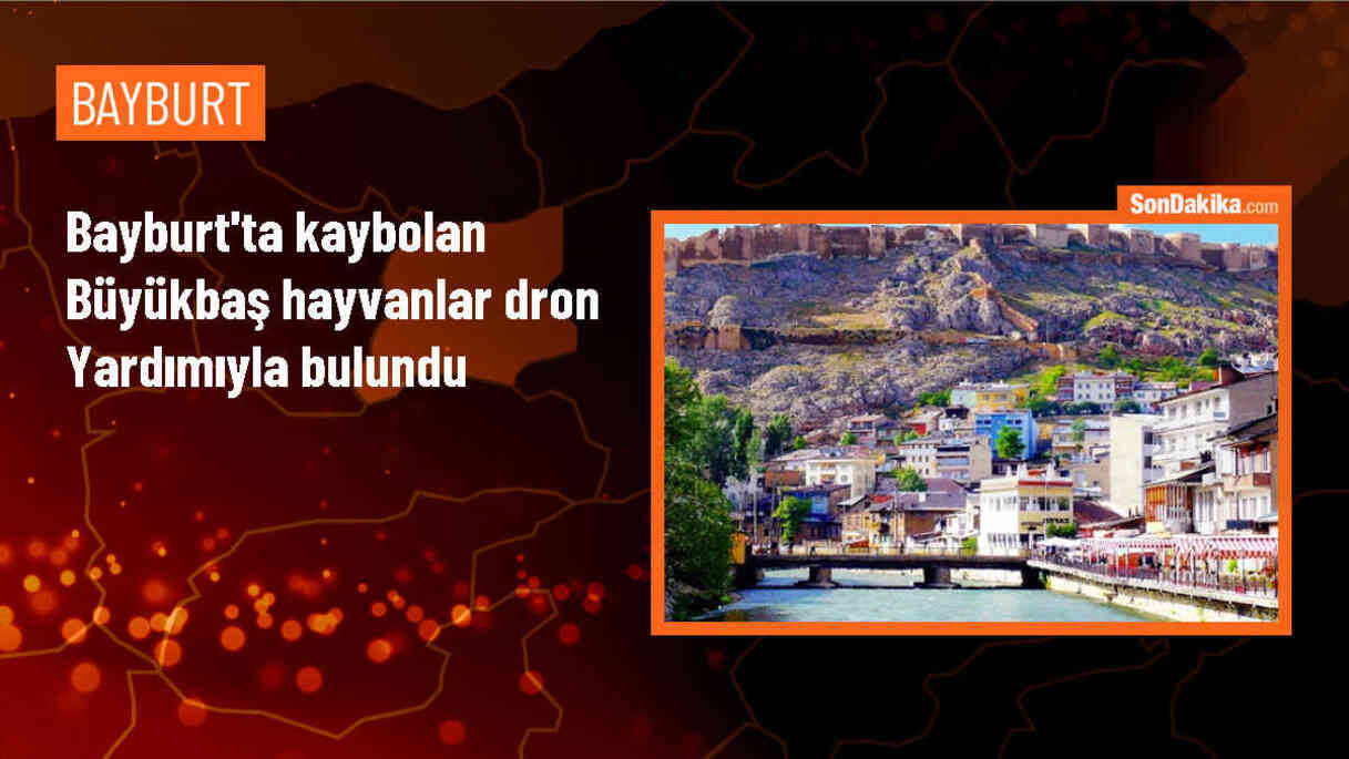 Bayburt\'ta Kaybolan Büyükbaş Hayvanlar Dron Yardımıyla Bulundu