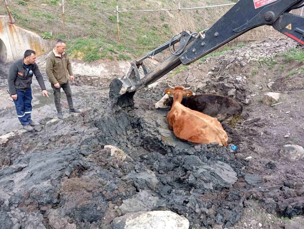 Bolu\'da çamura saplanan 2 inek kepçe ile kurtarıldı