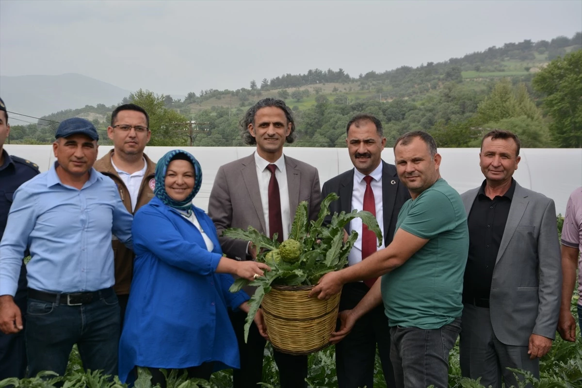 Manisa Demirci\'de Tarım ve Orman Bakanlığı desteğiyle enginar yetiştirildi