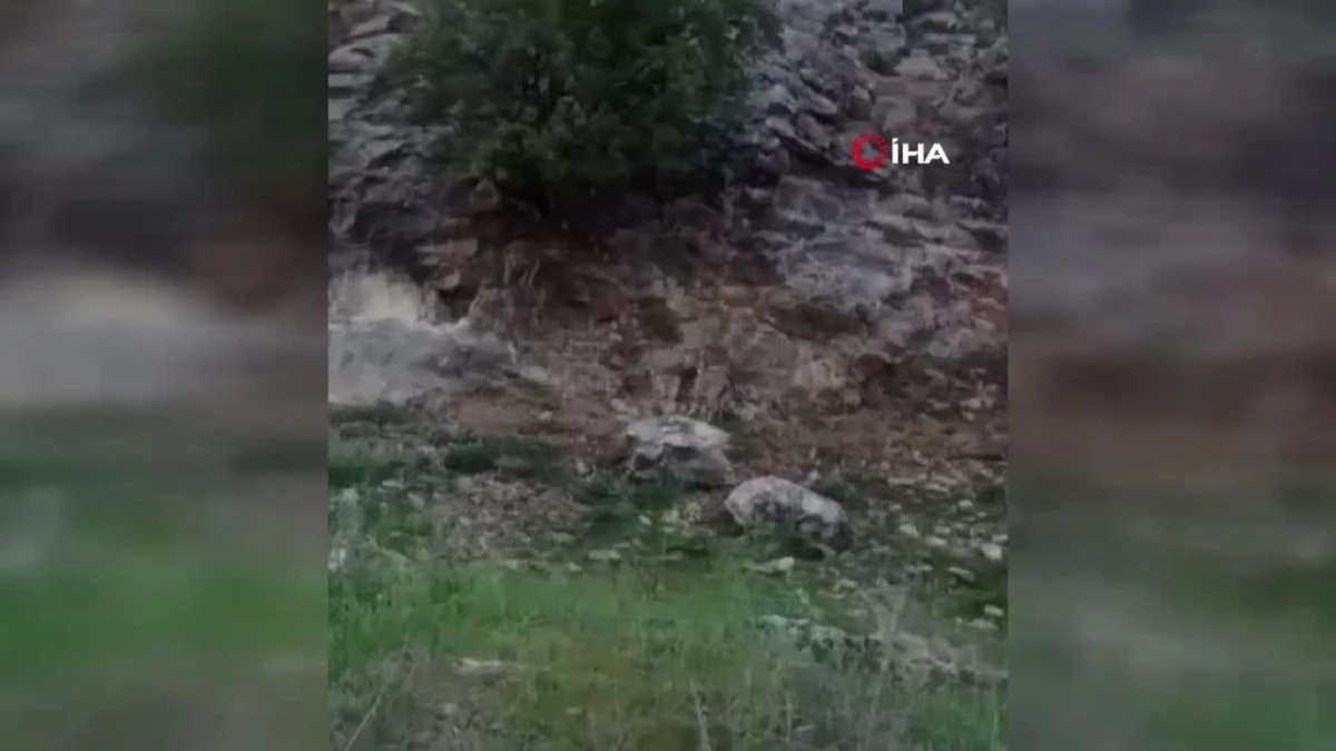 Elazığ\'da koruma altındaki dağ keçileri sürü halinde görüntülendi