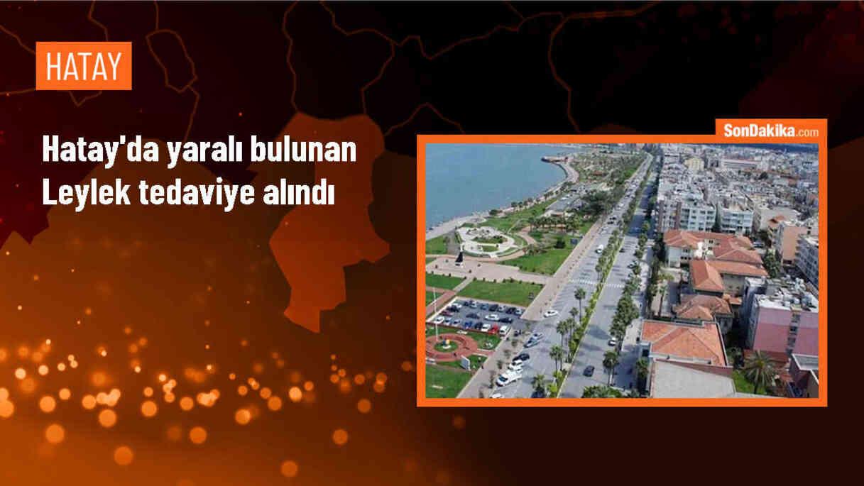 Yaralı Leylek Samandağ\'da Tedavi Altına Alındı