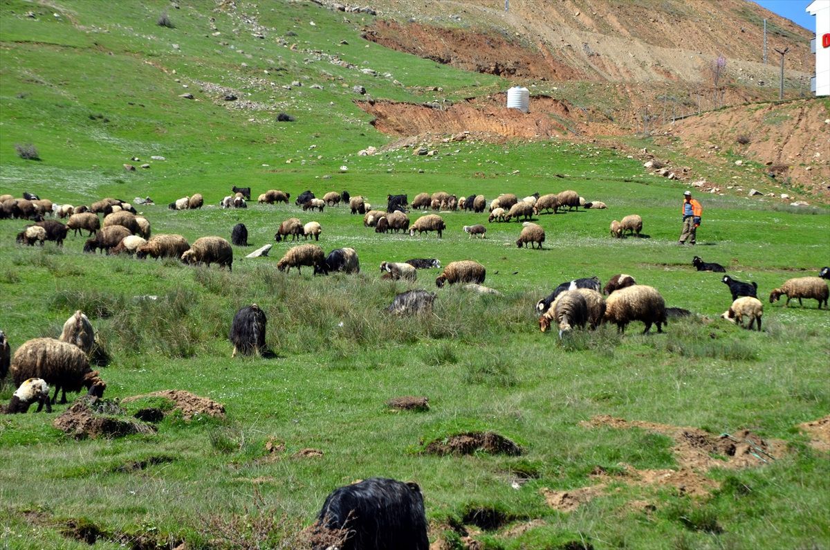 Muş\'taki besiciler, kışın ardından hayvanlarını yeşeren meralara çıkardı