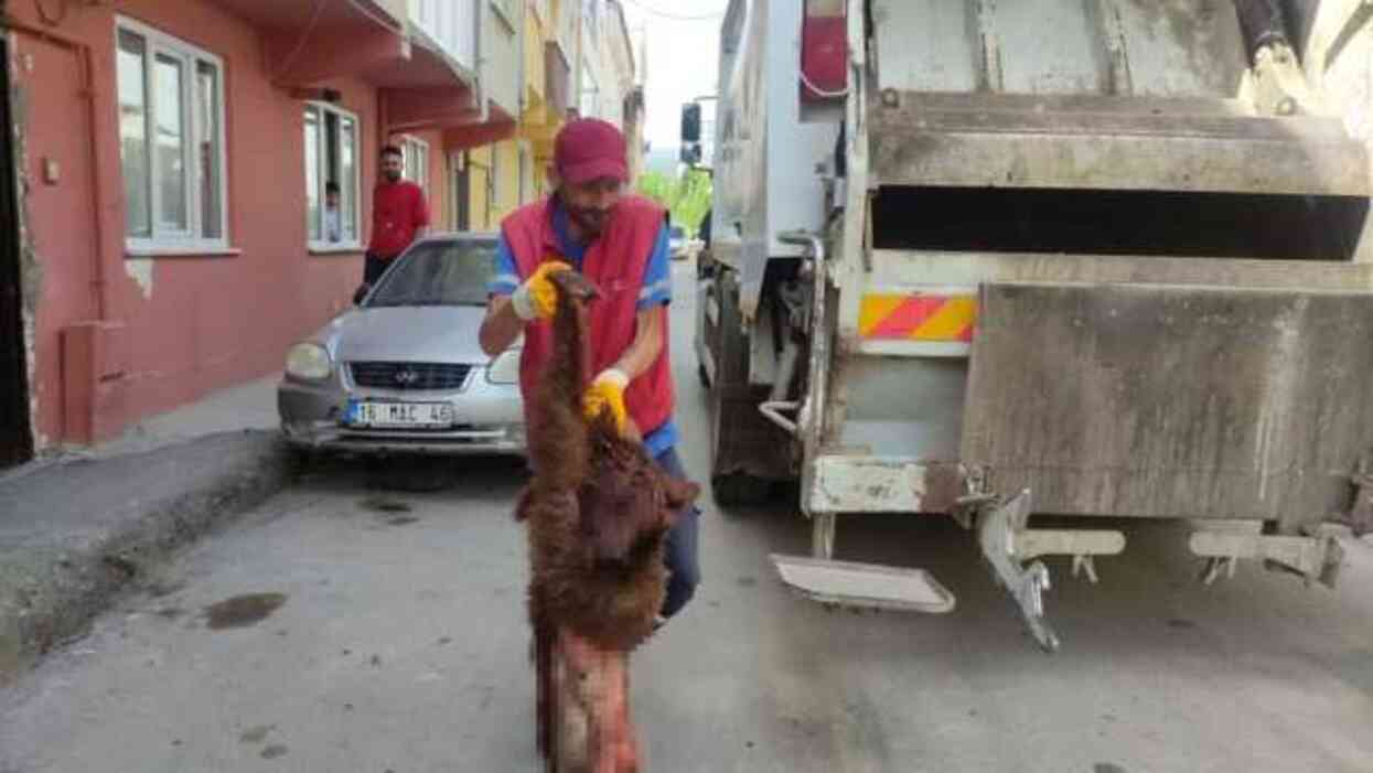 Temizlik görevlileri neye uğradığını şaşırdı: Çöpten parçalanmış ayı çıktı Temizlik görevlileri neye uğradığını şaşırdı: Çöpten parçalanmış ayı çıktı